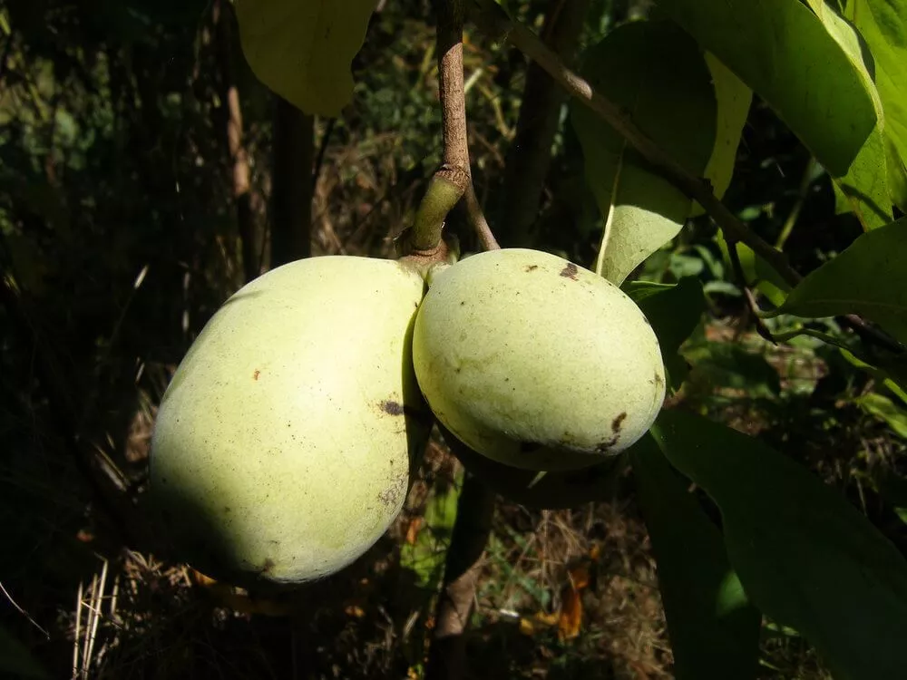 Allegheny, Pawpaw