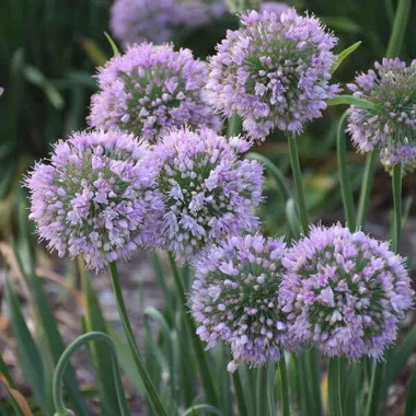 Allium 'Bubble Bath' PPAF (25) BR Plants
