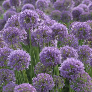 Allium 'Serendipity' (4) 1-gallons