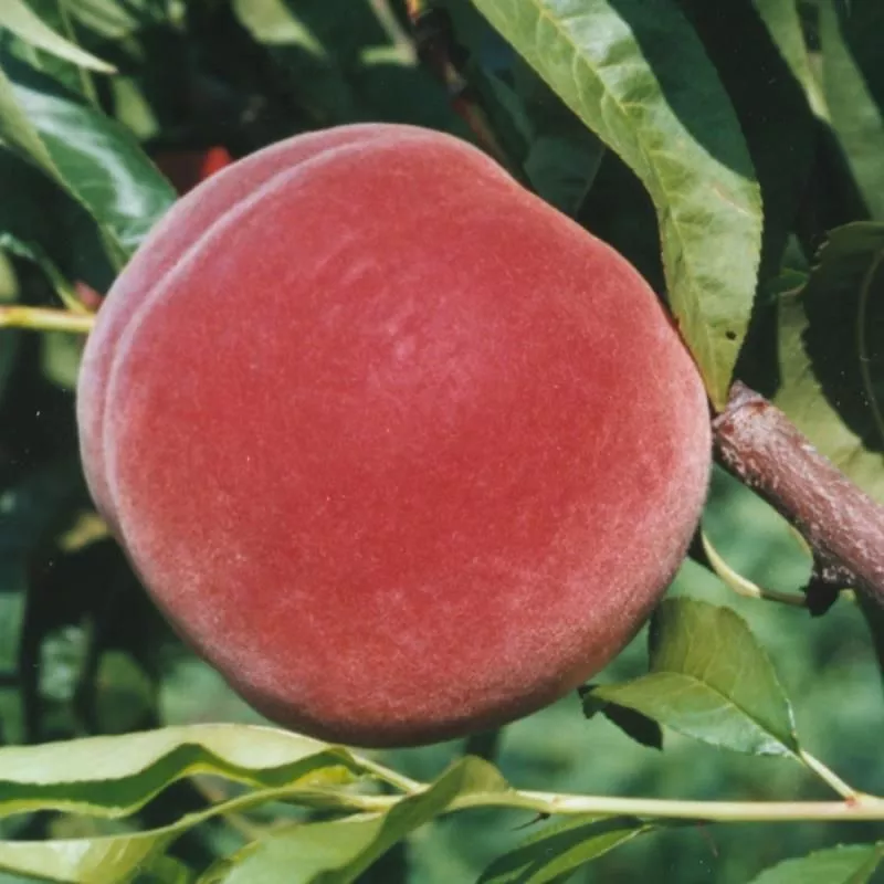 Allstar Peach Tree