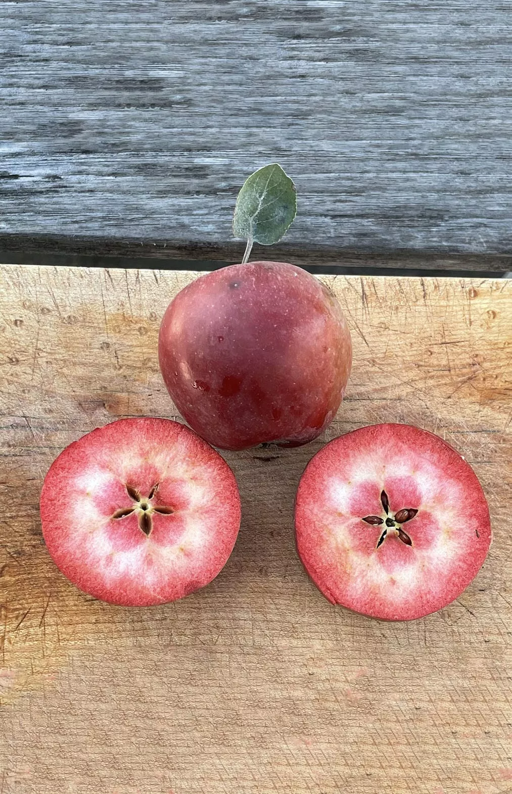 Almata Apple – Semi-Dwarf (4′-5′)