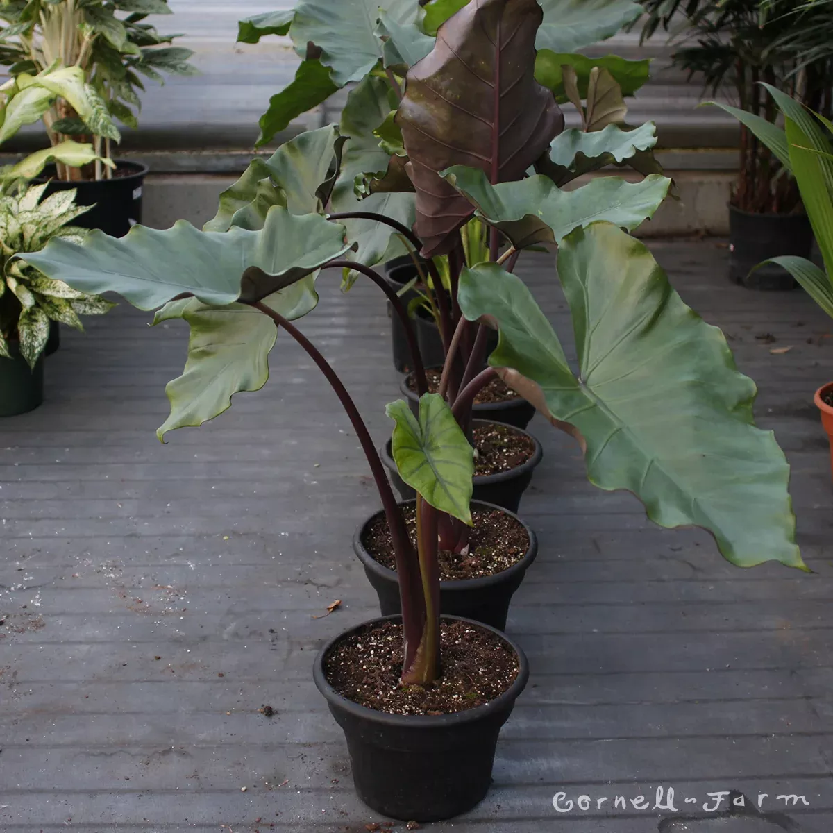 Alocasia 10in Sumo