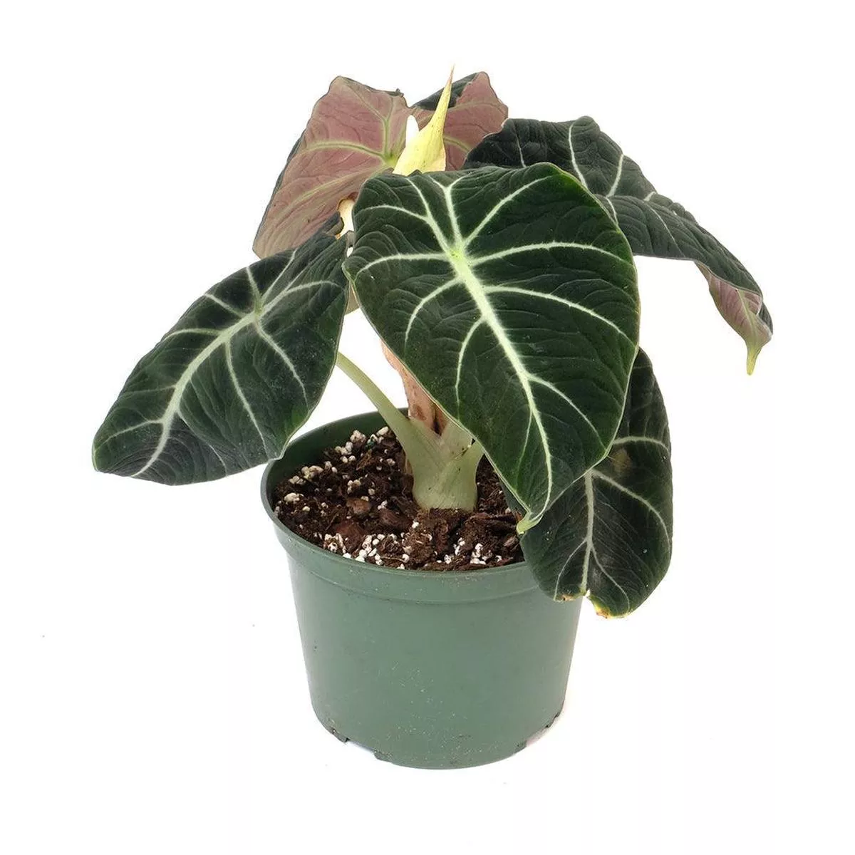 Alocasia/Elephant Ear Black Velvet