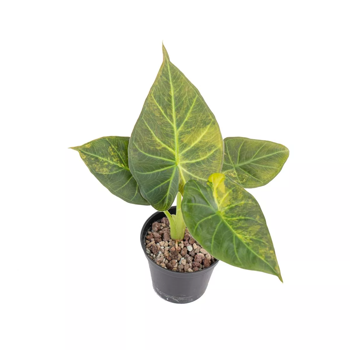 Alocasia regal shield variegated
