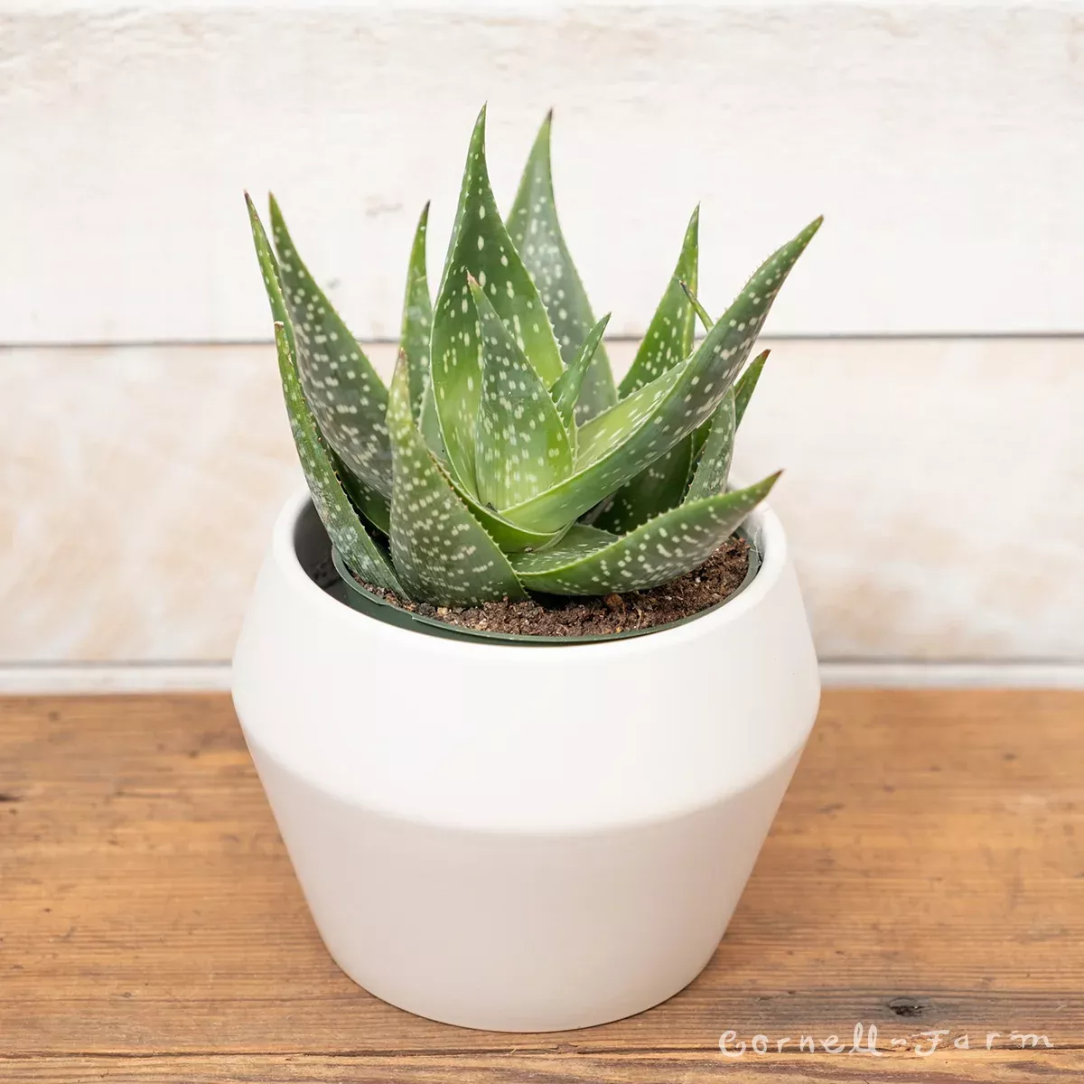 Aloe deltoideodonta 4in