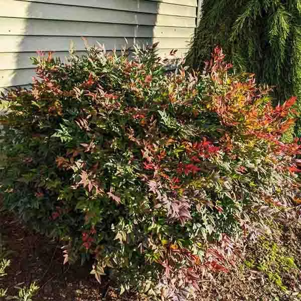 Alpha’s Compact Heavenly Bamboo – #2 Container