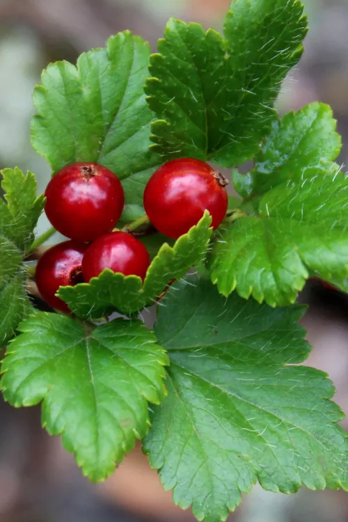 Alpine Currant (Ribes alpinum) - 1 Gallon Pot