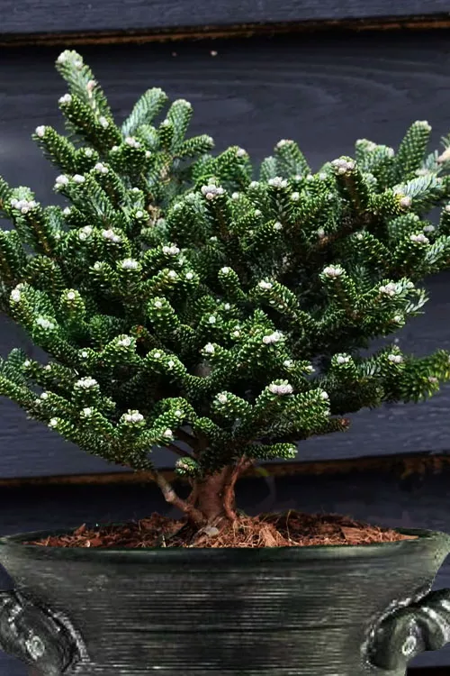 Alpine Star Dwarf Korean Fir - 1 Gallon Pot