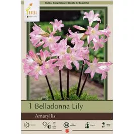 Amaryllis Belladonna 1PK