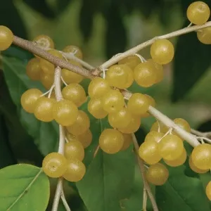 Amber, Autumn Olive