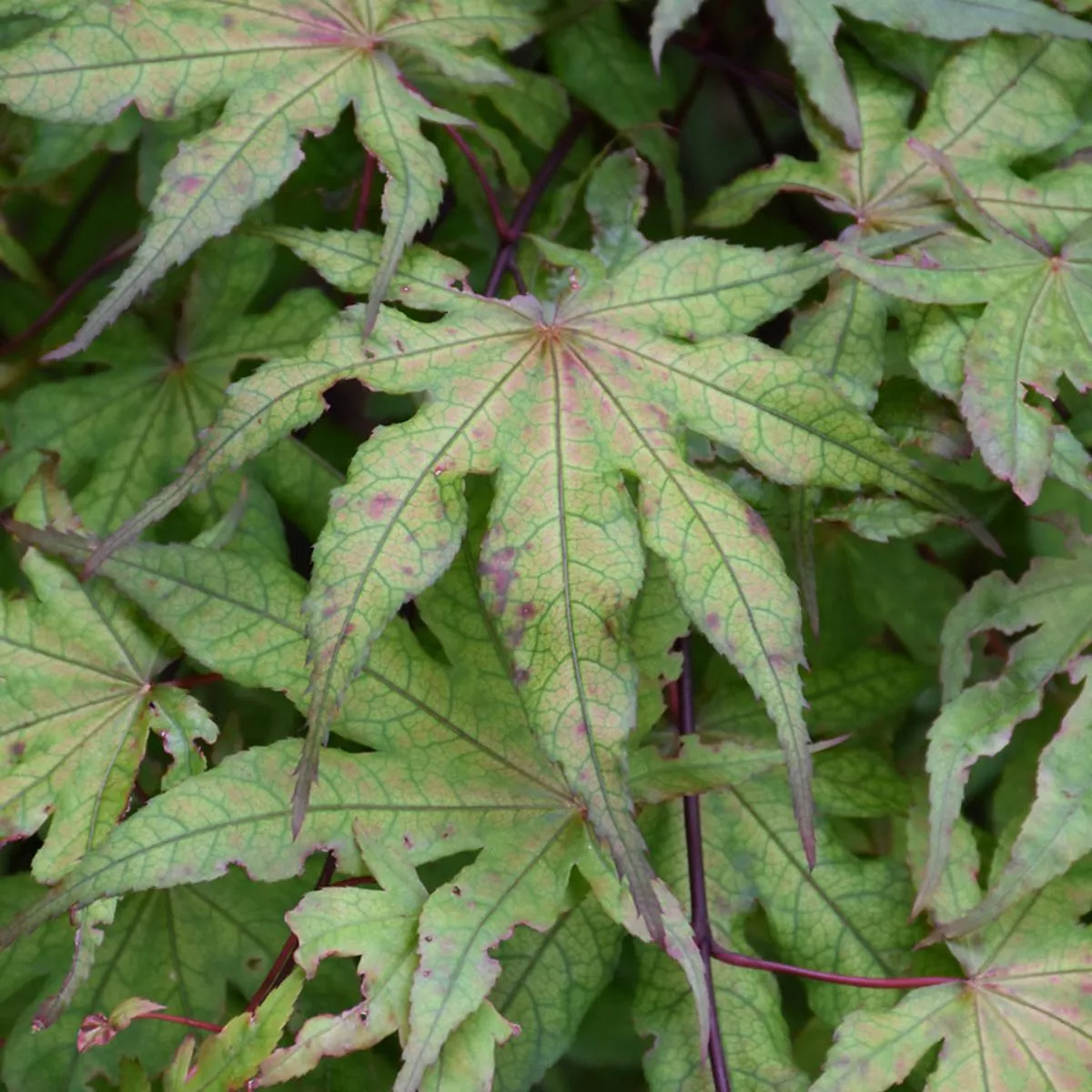 Amber Ghost Japanese Maple 125Cm B&B