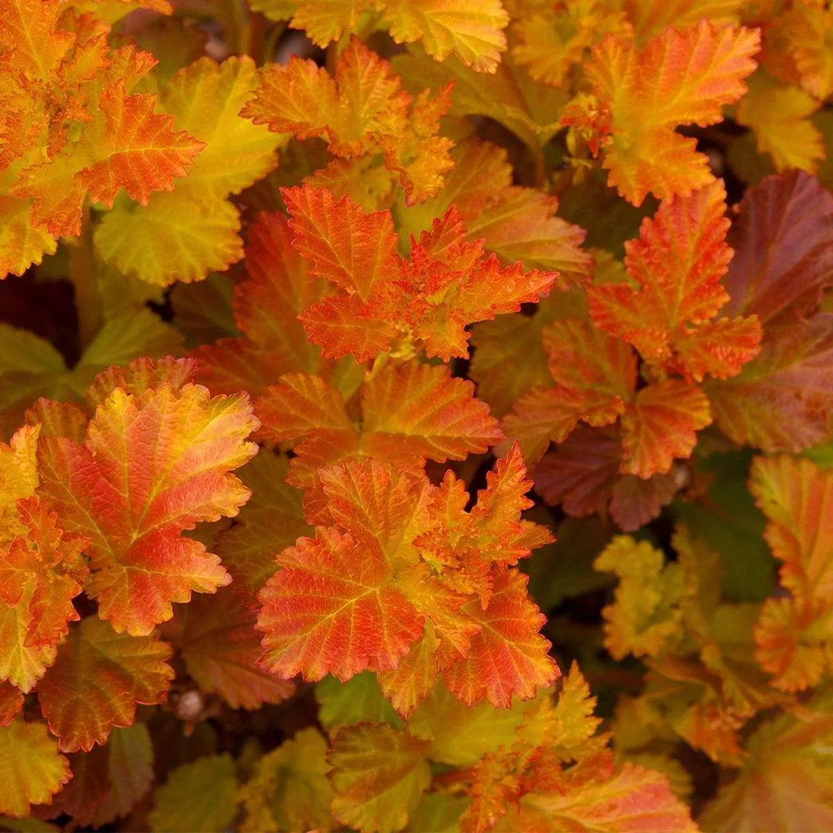 Amber Jubilee Common Ninebark Shrub FE #2 FE Container