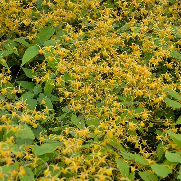 Amber Queen Barrenwort – #1 Container