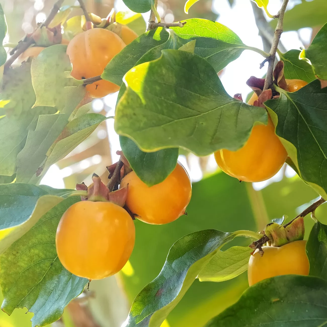 American Persimmon Tree – 1 Gallon