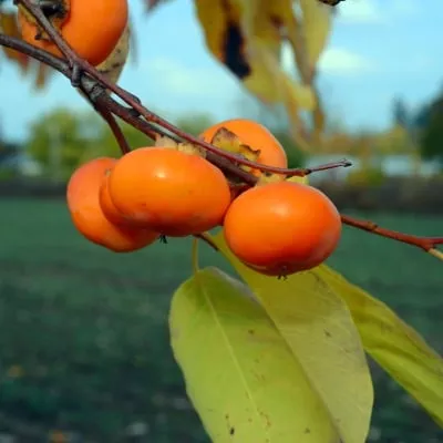 American Persimmon Tree (Prairie Gem)