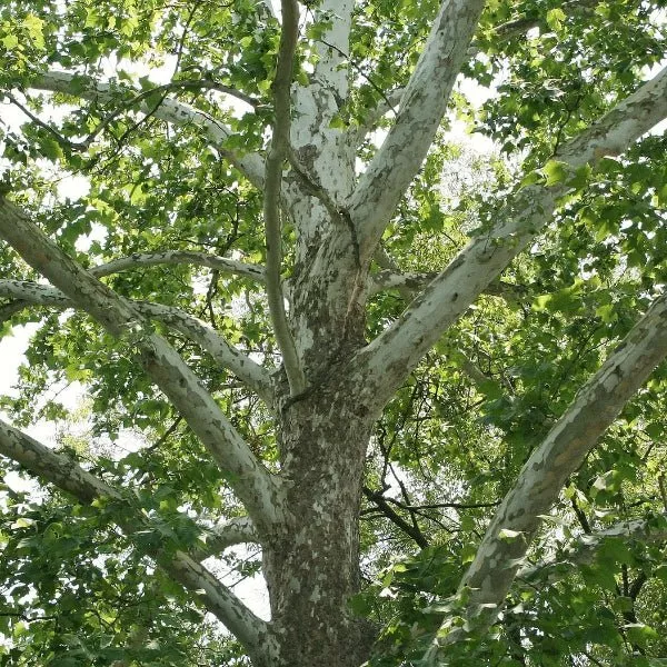 American Sycamore Trees