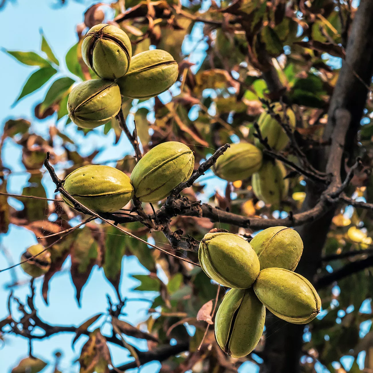 Amling Pecan Tree | Type 1 Pollinator – 5 GALLON