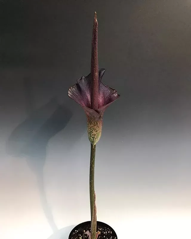 Amorphophallus konjac