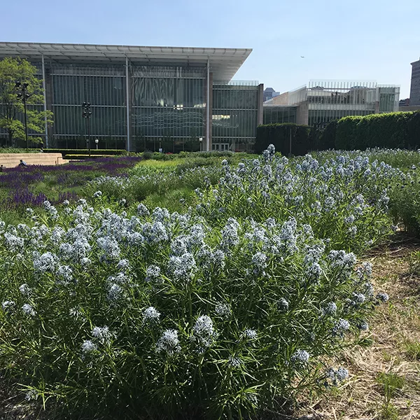 Amsonia hubrichtii