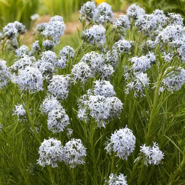 Amsonia 'String Theory' PP34419 (25) BR Plants