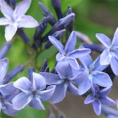 Amsonia t. Blue Ice