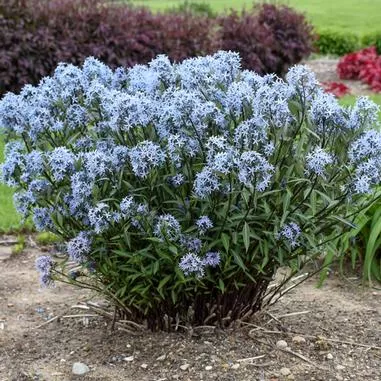 Amsonia t. Storm Cloud