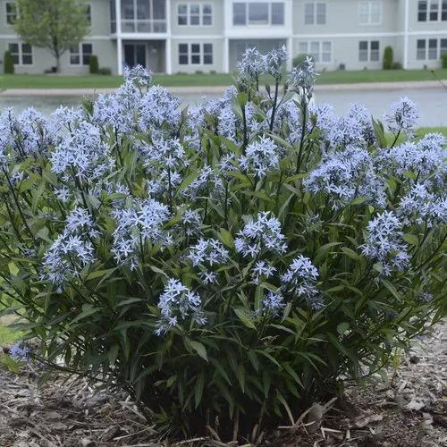 Amsonia tabernaemontana ‘Storm Cloud’
