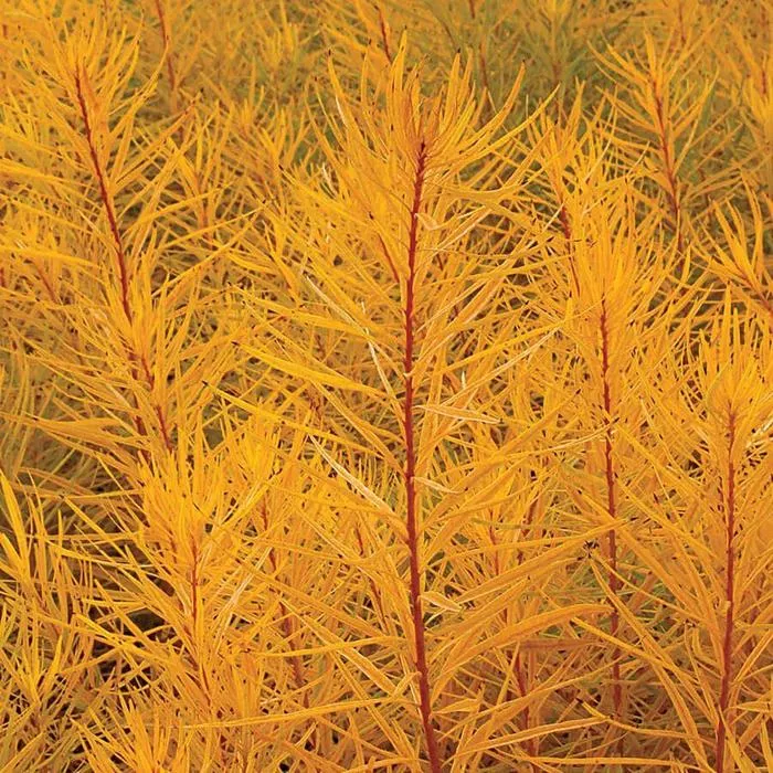 AmsoniaThread Leaf Blue Star "Butterscotch"