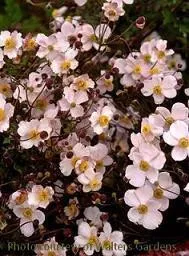 Anemone hupehensis (30)ct Flat