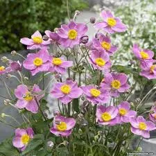 Anemone hupehensis ‘Cinderella’