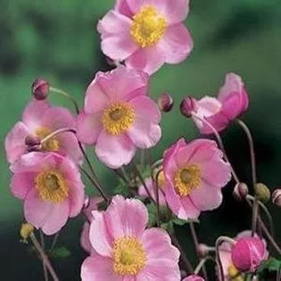 Anemone ‘Pink Saucers’