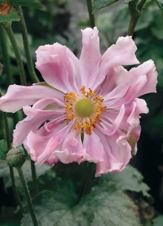 Anemone 'Queen Charlotte' (20)ct Flat