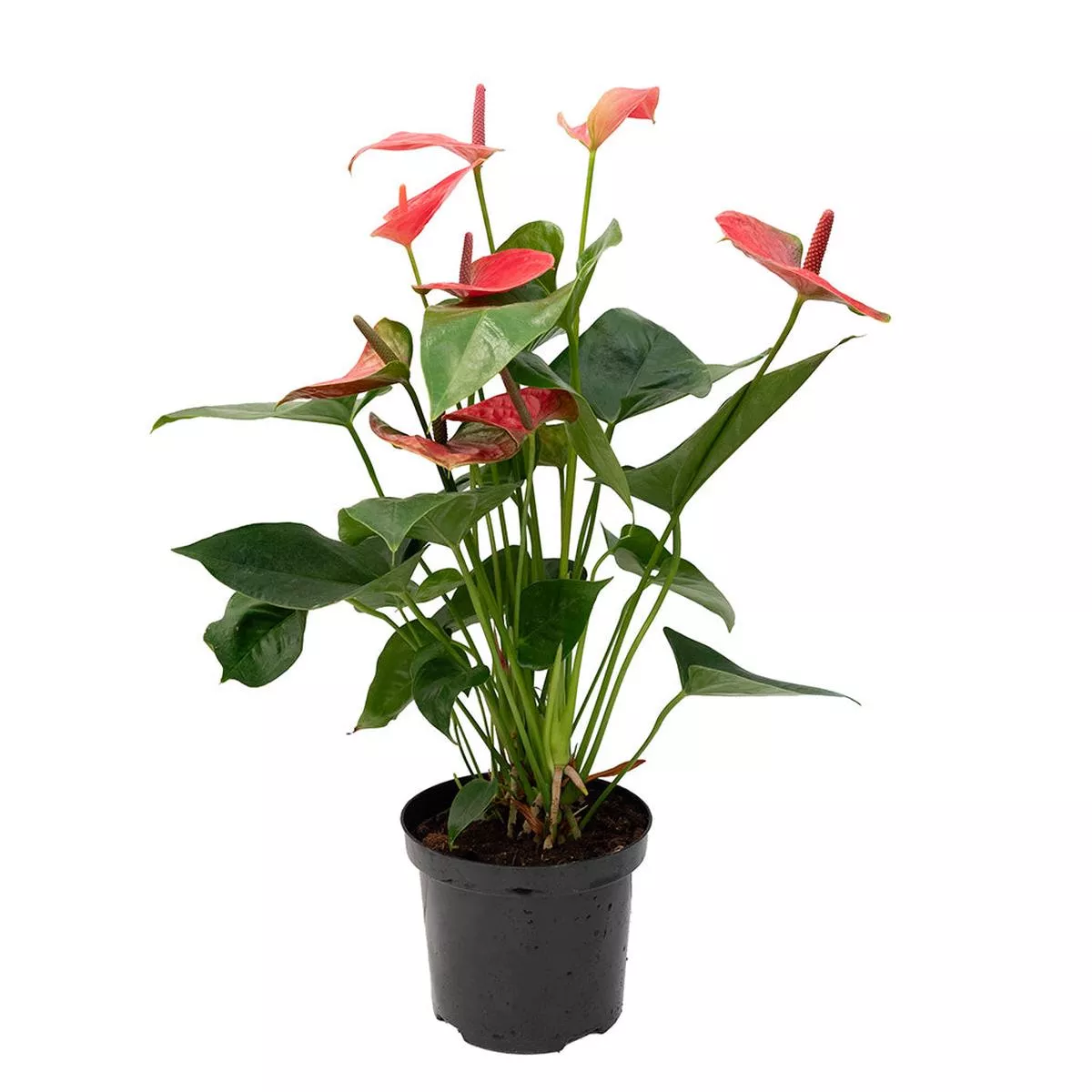 Anthurium/Flamingo Flower Assorted 6 ”