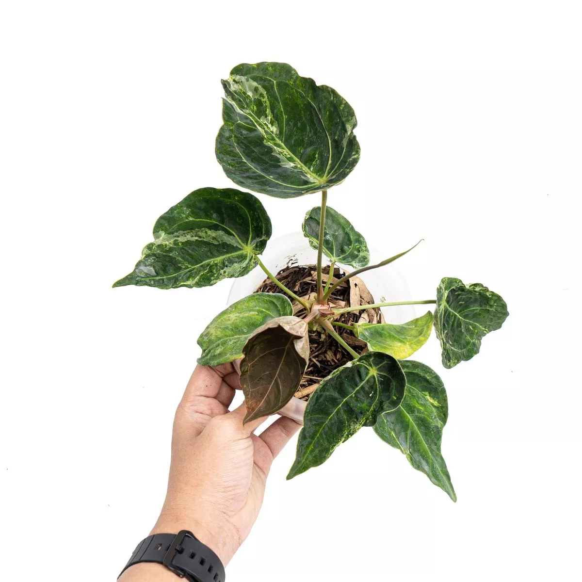 Anthurium forgetii variegated