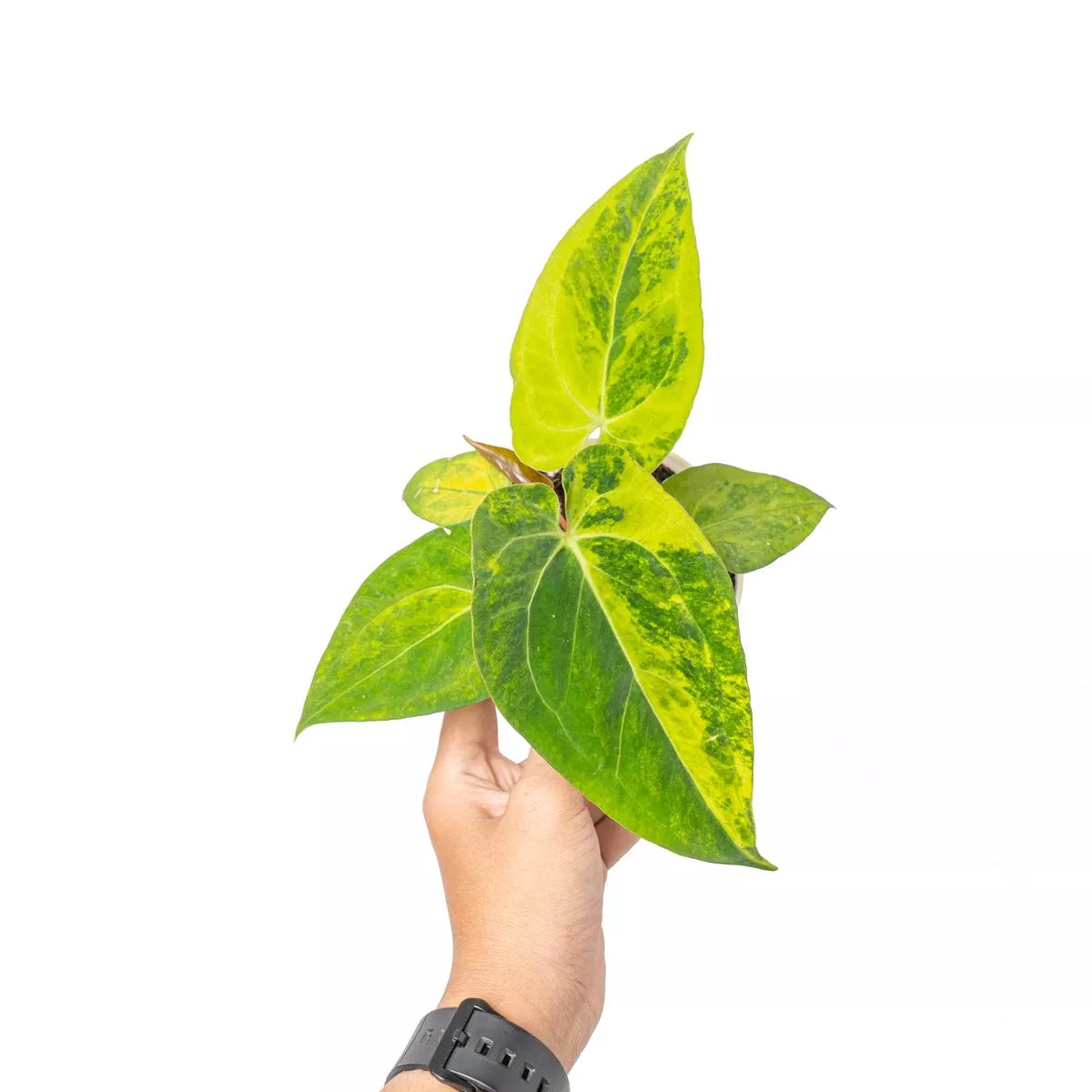 Anthurium green sinam variegated