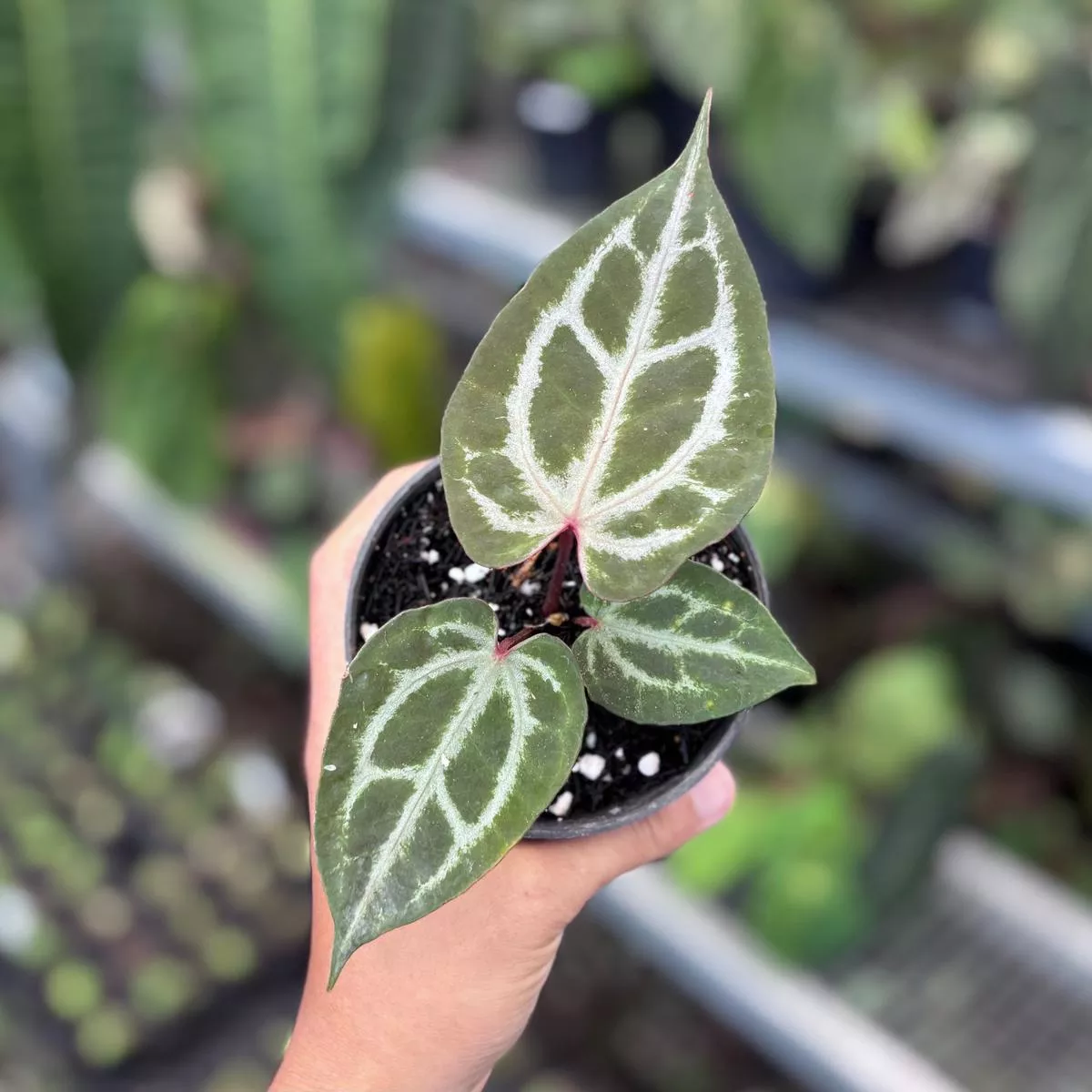 Anthurium HURC x Michelle