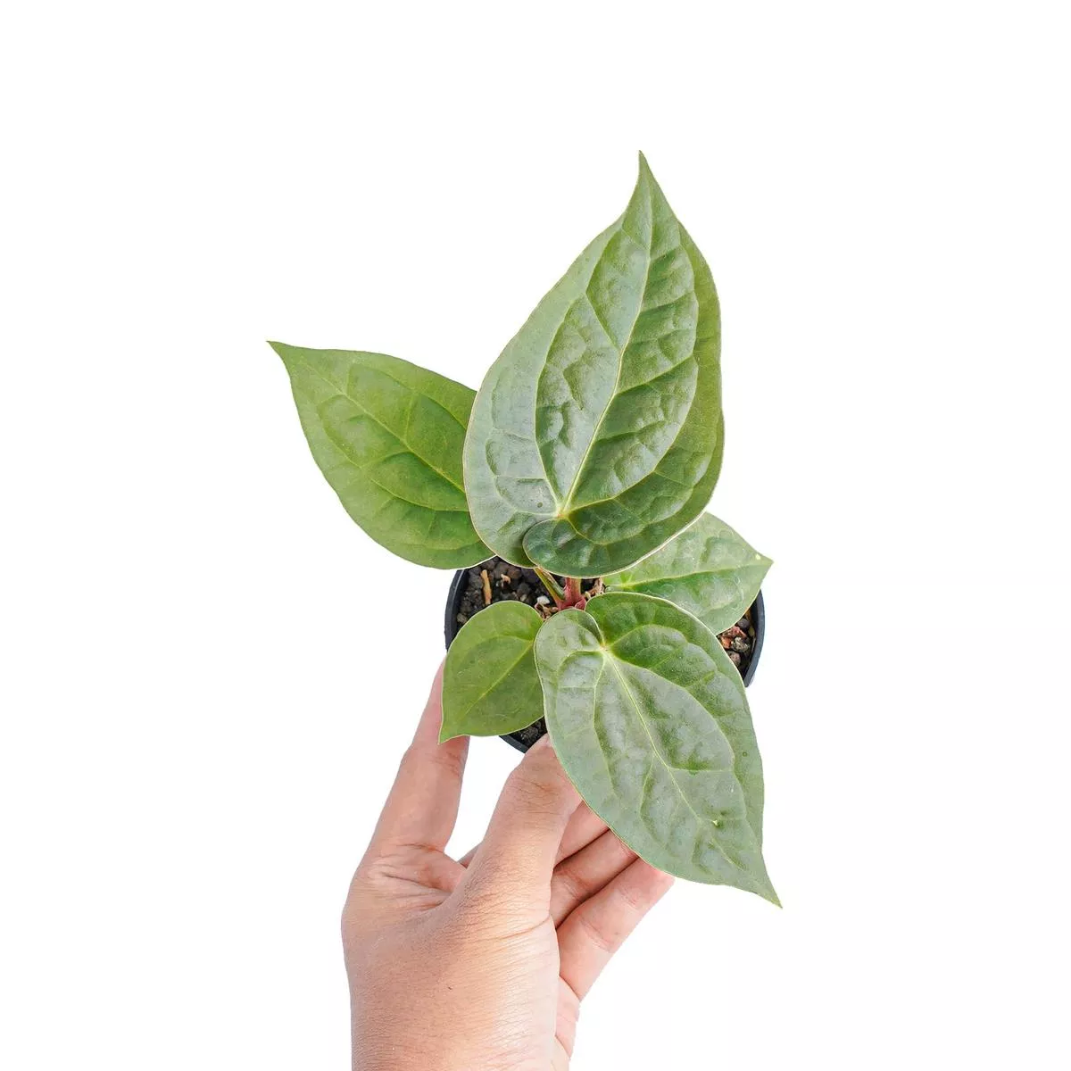 Anthurium luxurians x dorayaki