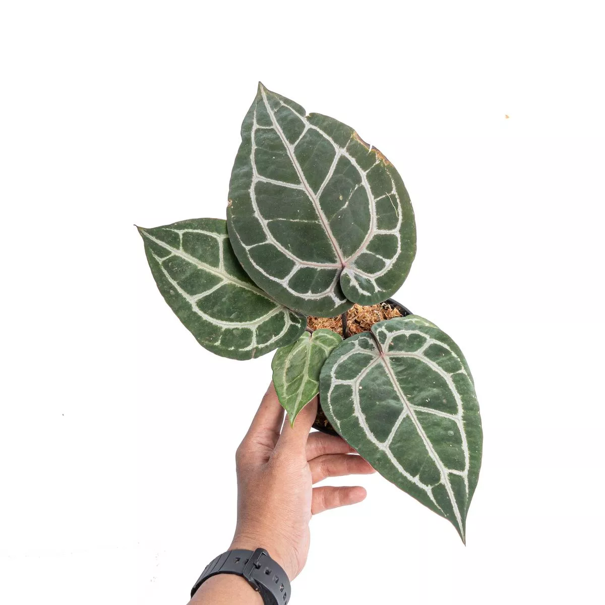 Anthurium Michelle (Doc Block)