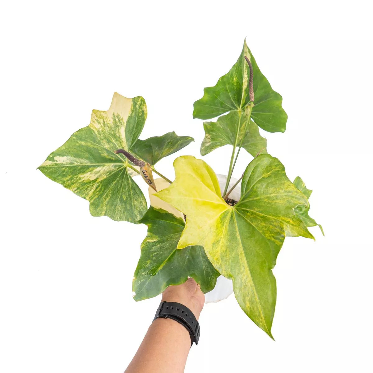 Anthurium pterodactyl variegated Mature size