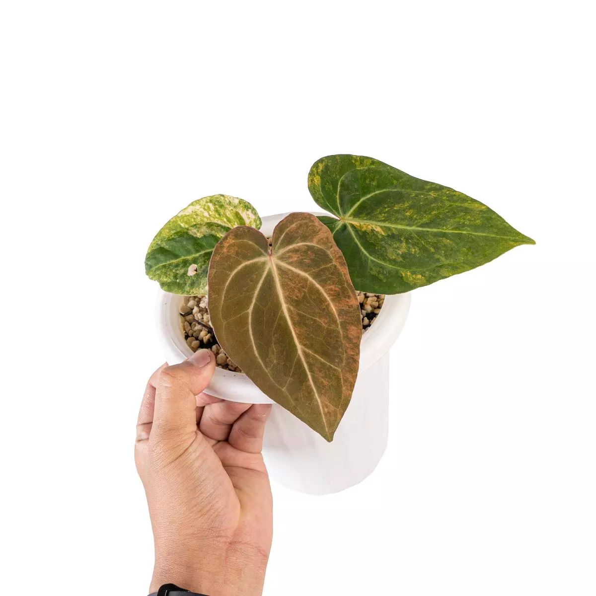Anthurium red devils variegated
