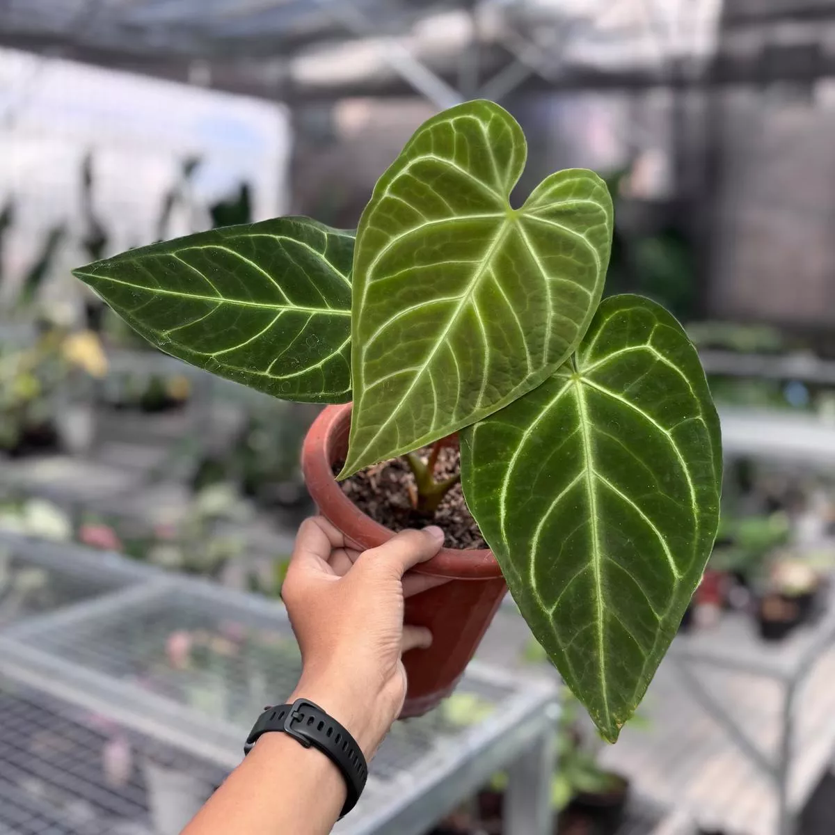 Anthurium regale