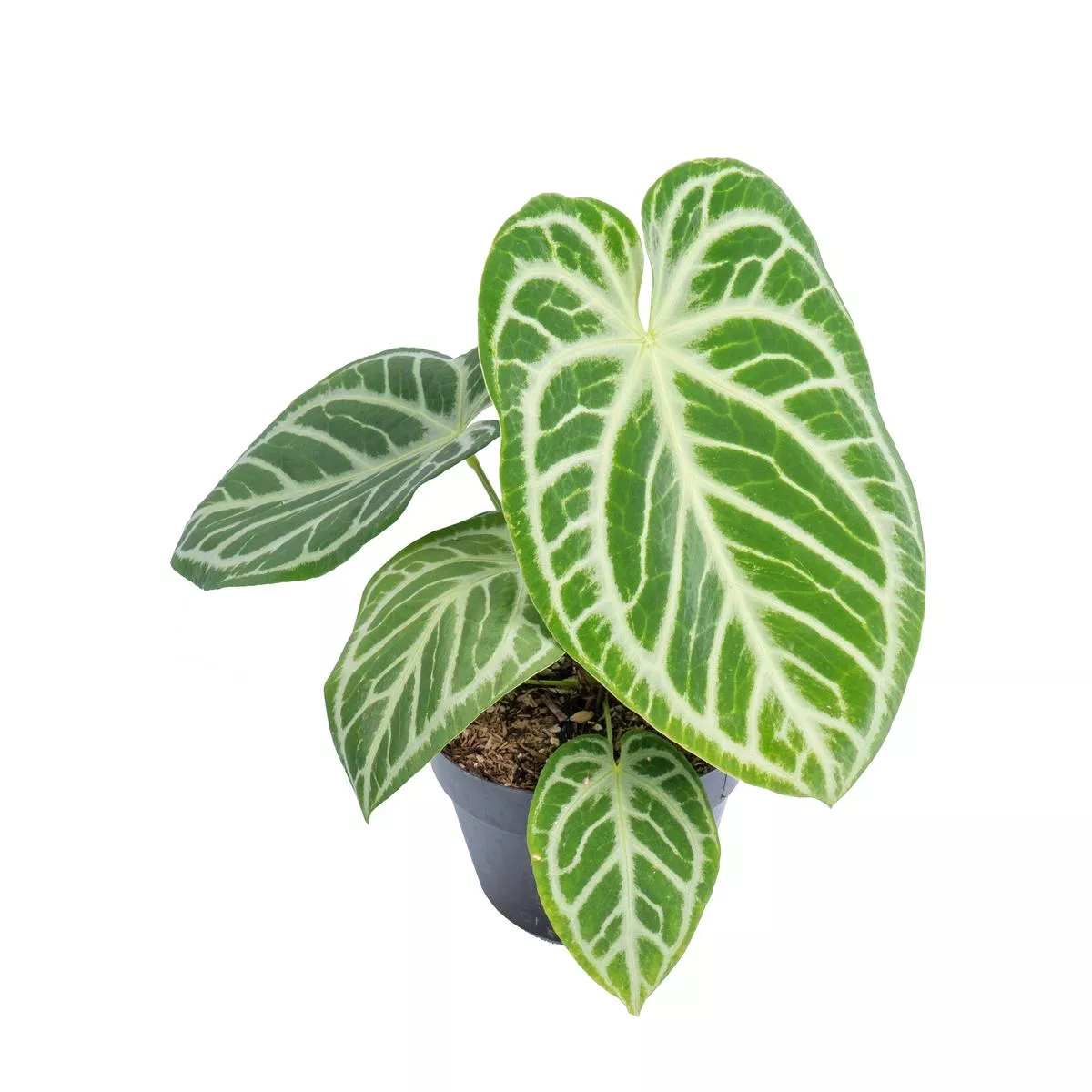 Anthurium Silver Blush – Extra Mature size