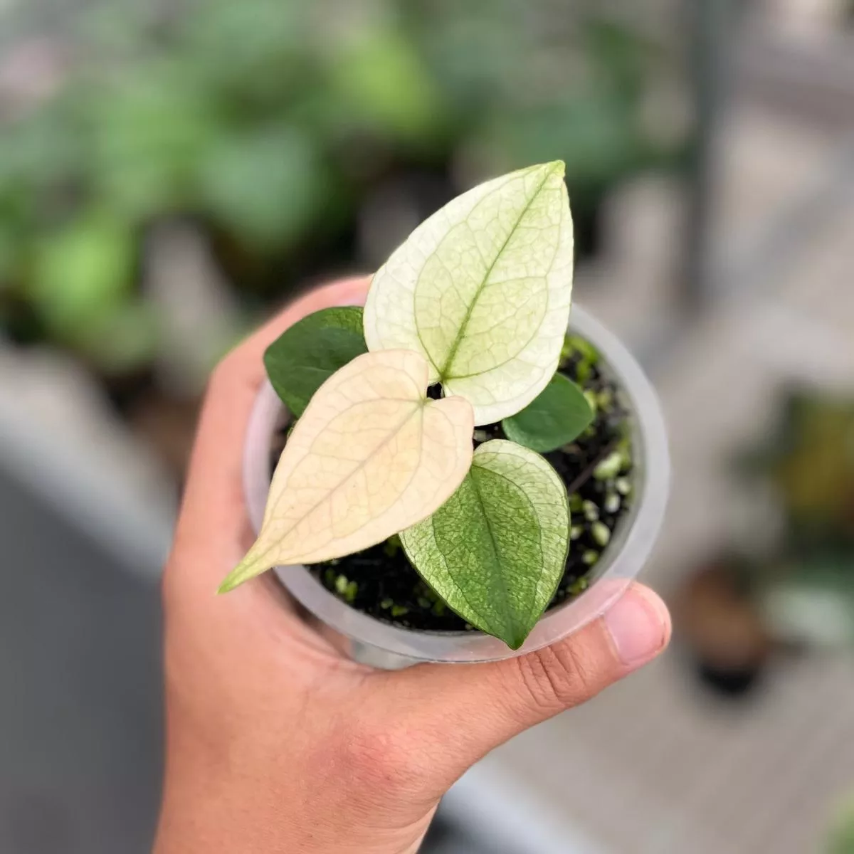Anthurium silver blush white mint variegated – Seedling
