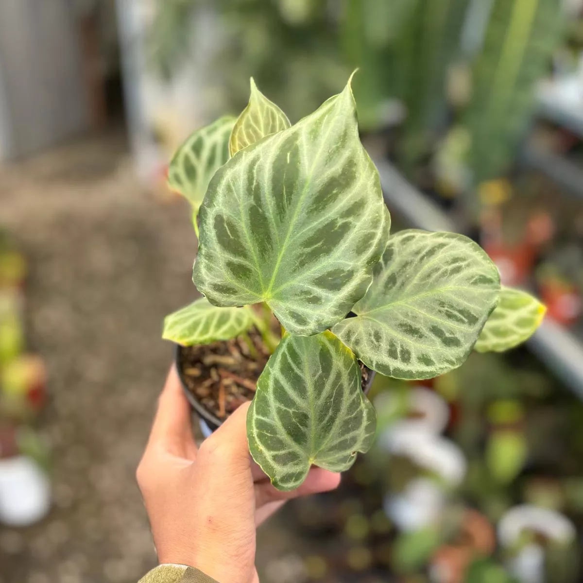 Anthurium silver tiger