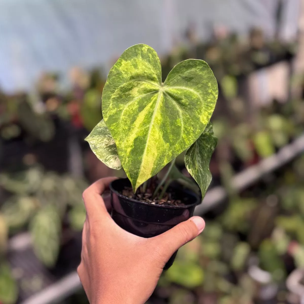 Anthurium sweet love variegated