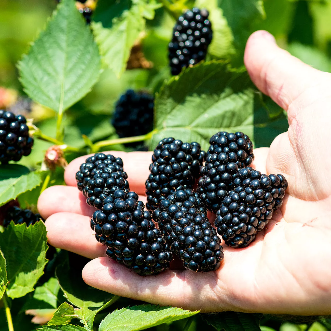 Apache Blackberry Bush – 1 Gallon / Single
