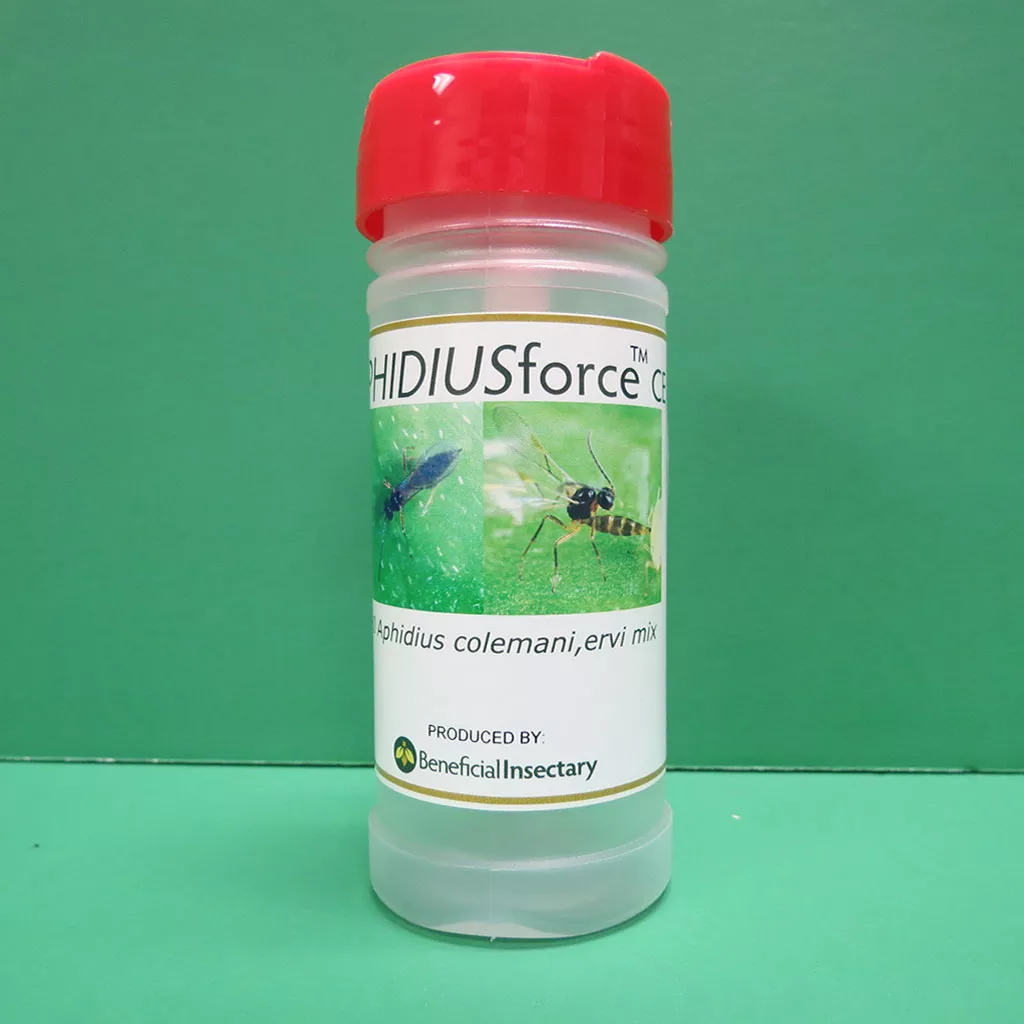 Aphidius Colemani/Ervi for Aphid Control