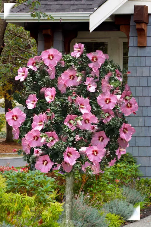 Aphrodite Rose of Sharon (Single Trunk Tree) - 5 Gallon Pot