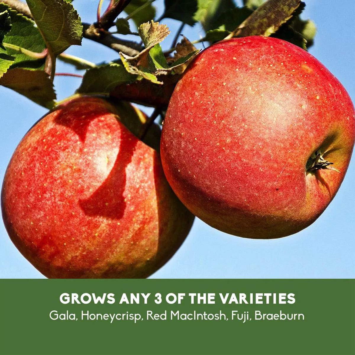 Apple 3-in-1 (Combo 2) Tree