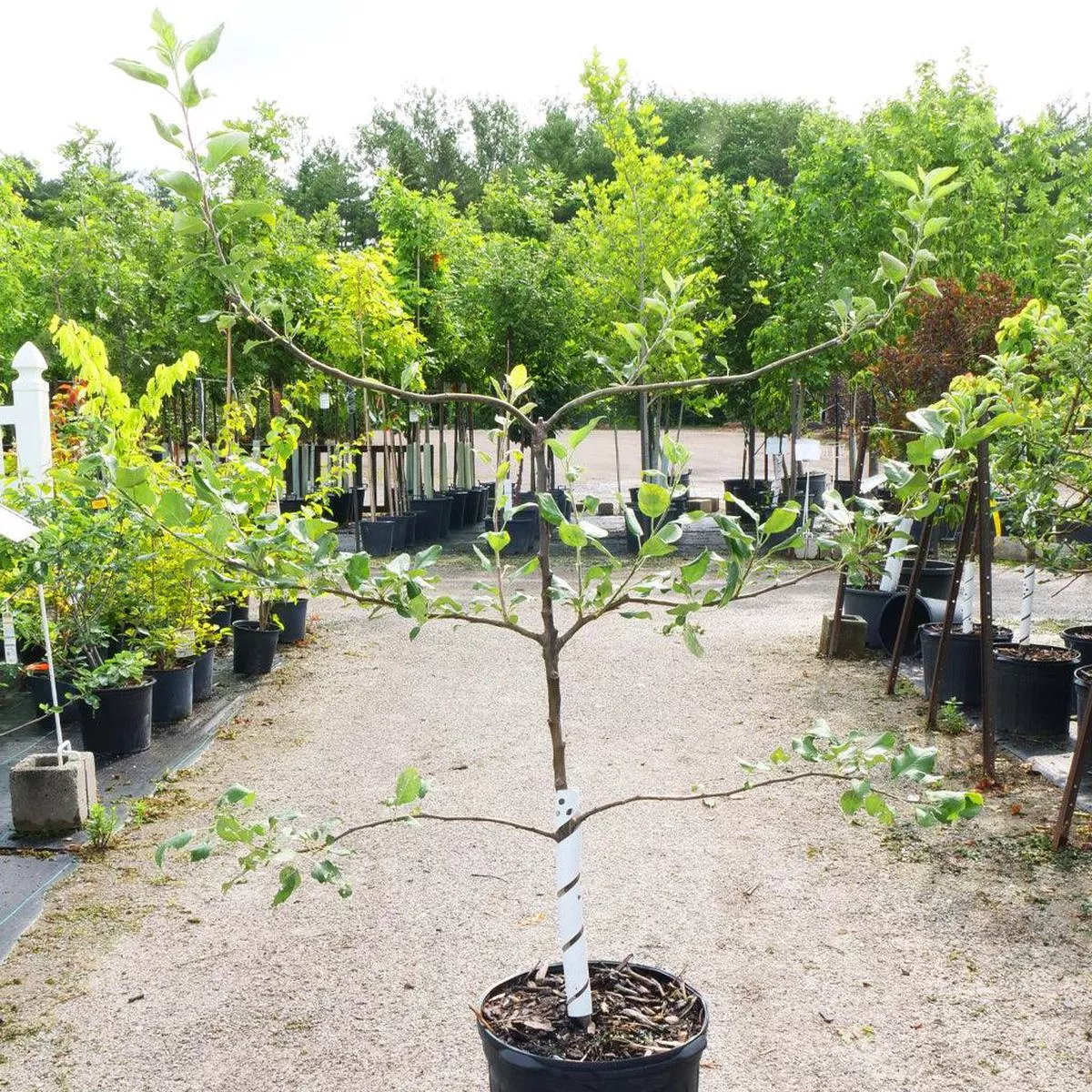 Apple Espalier 3-Tier Tree